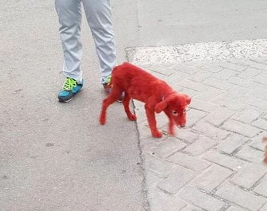 Κτήνη έβαψαν κουταβάκι με κόκκινη βαφή μαλλιών – Φρικιαστικές εικόνες